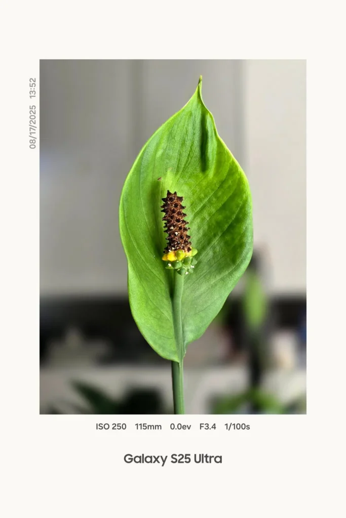 One UI 8 Watermark on Galaxy S25 Ultra Camera